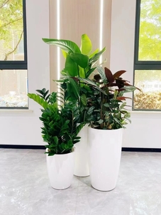 宁波余姚植物租摆专业