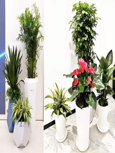 宁波奉化盆景租赁方案来袭，打造独特空间氛围！